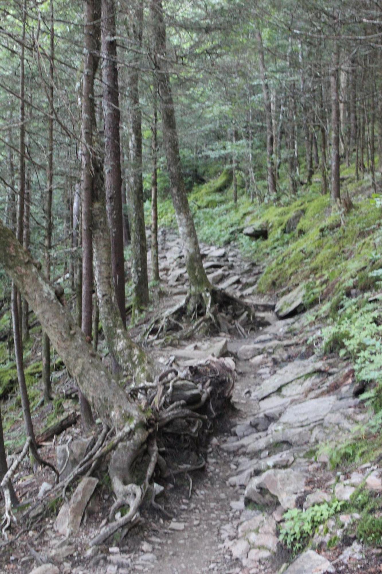 Bear Necessities, Luxury 5Bd Mtn Views, Hot Tub, Many Bear Sightings Villa Gatlinburg Bagian luar foto