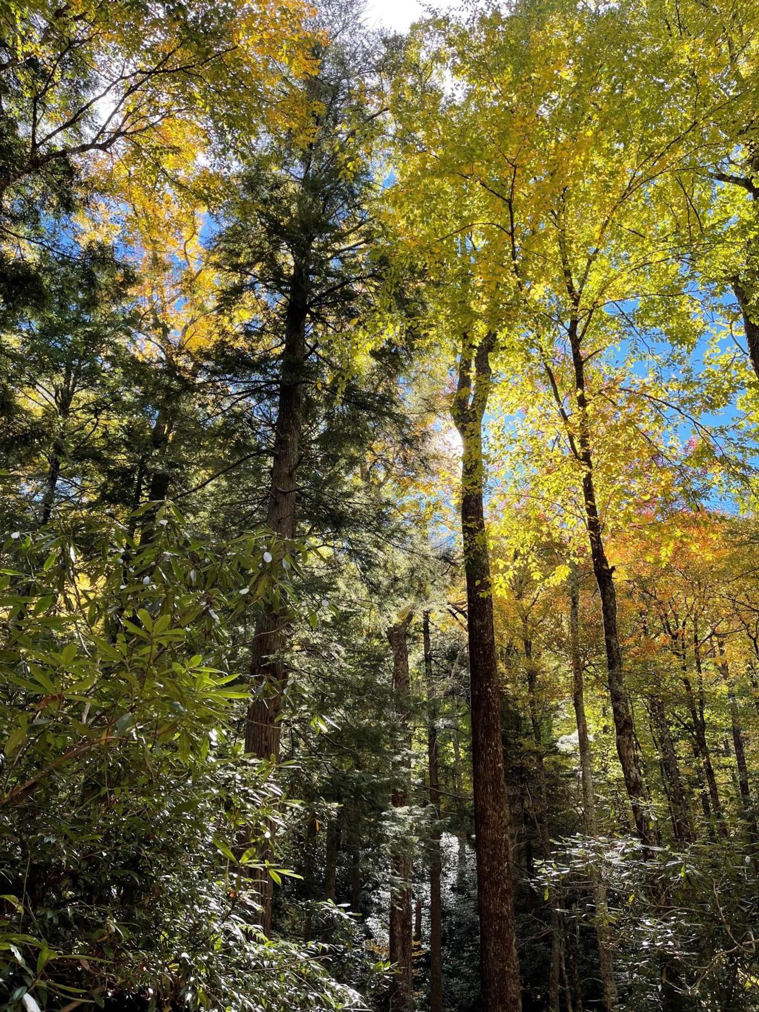 Bear Necessities, Luxury 5Bd Mtn Views, Hot Tub, Many Bear Sightings Villa Gatlinburg Bagian luar foto