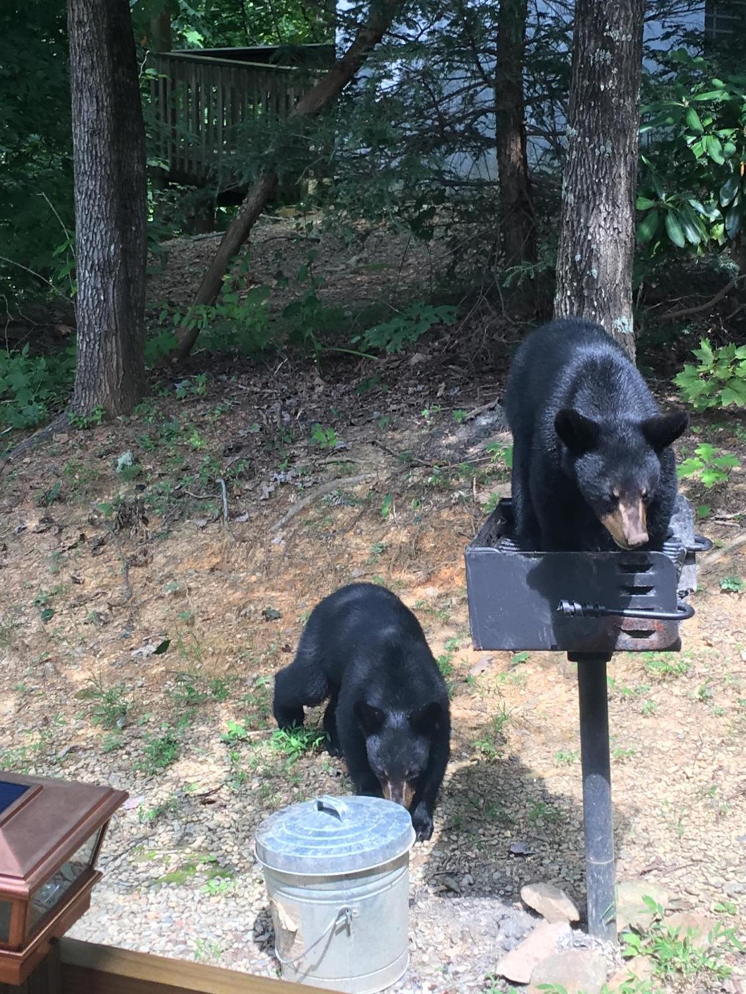 Bear Necessities, Luxury 5Bd Mtn Views, Hot Tub, Many Bear Sightings Villa Gatlinburg Bagian luar foto