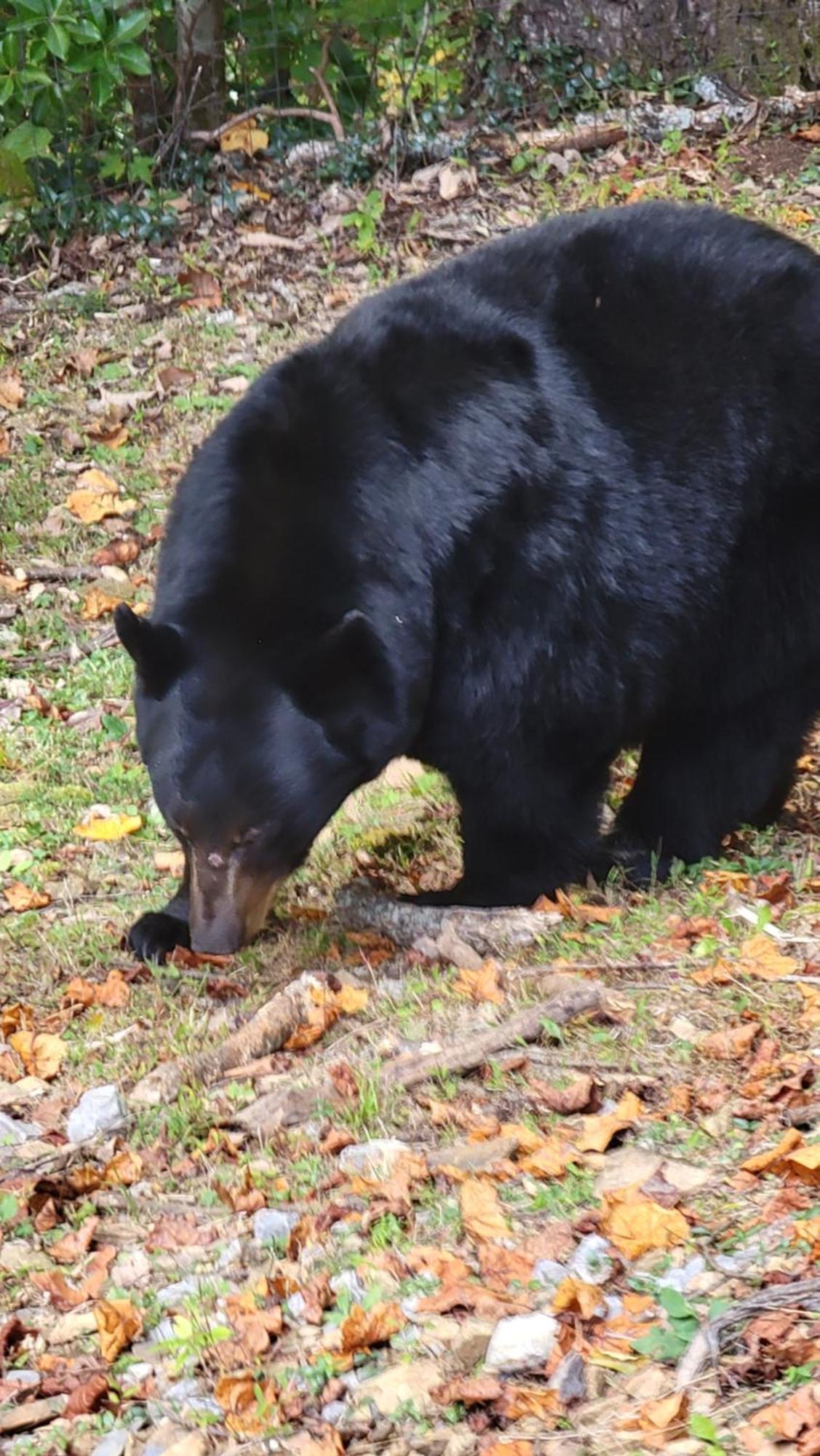 Bear Necessities, Luxury 5Bd Mtn Views, Hot Tub, Many Bear Sightings Villa Gatlinburg Bagian luar foto