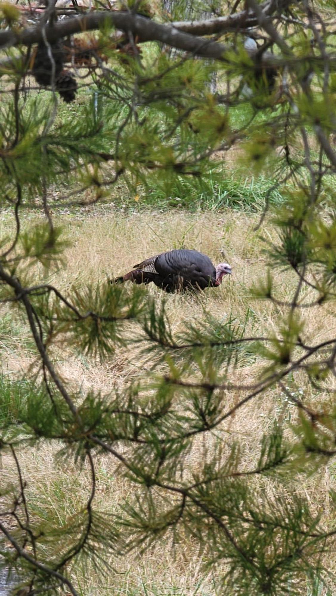 Bear Necessities, Luxury 5Bd Mtn Views, Hot Tub, Many Bear Sightings Villa Gatlinburg Bagian luar foto