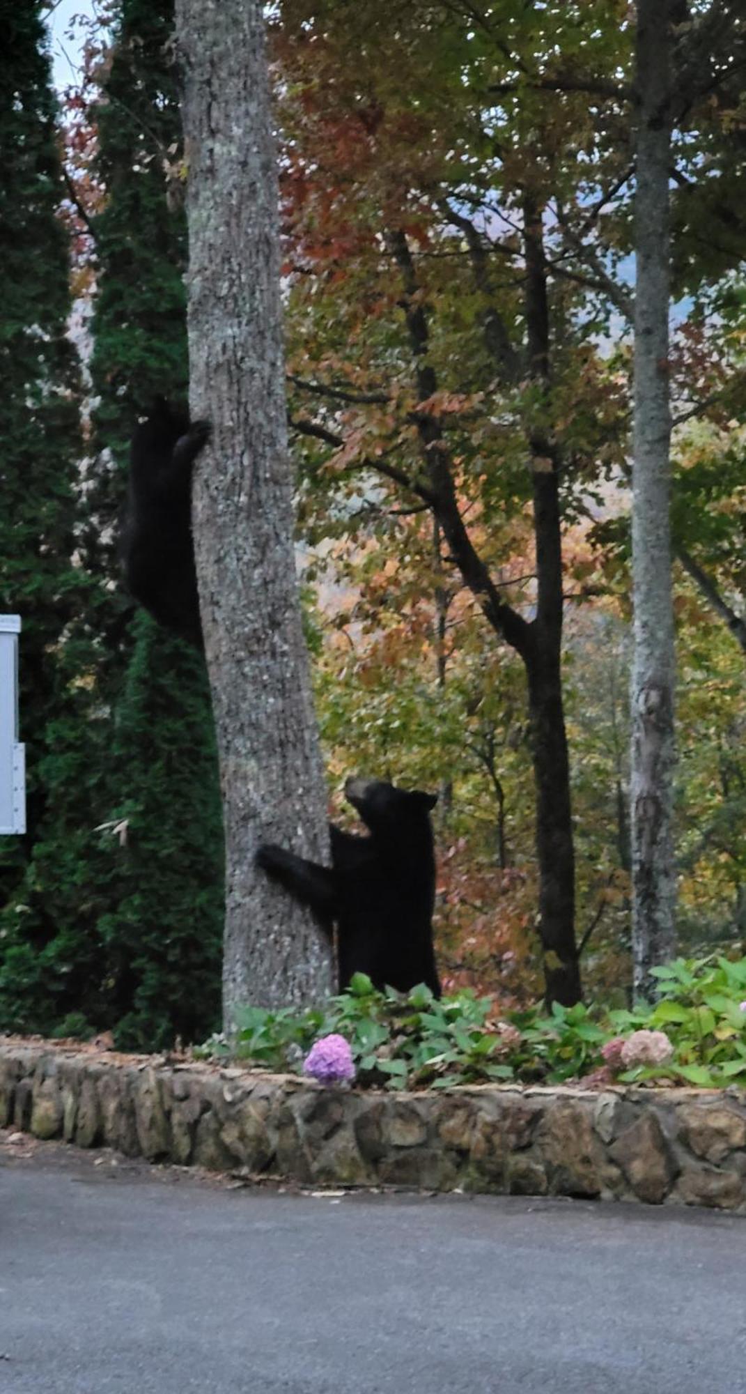Bear Necessities, Luxury 5Bd Mtn Views, Hot Tub, Many Bear Sightings Villa Gatlinburg Bagian luar foto