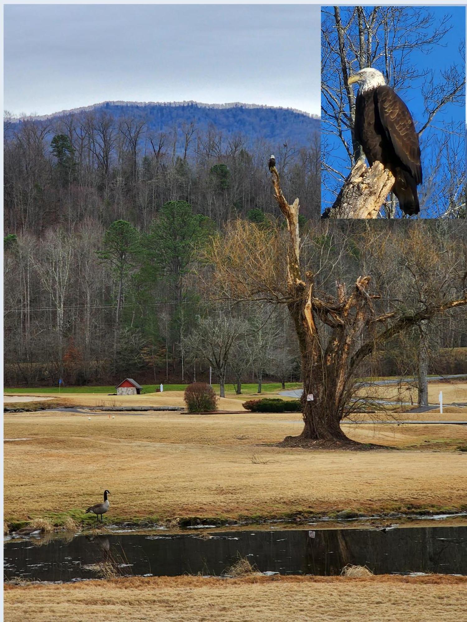 Bear Necessities, Luxury 5Bd Mtn Views, Hot Tub, Many Bear Sightings Villa Gatlinburg Bagian luar foto