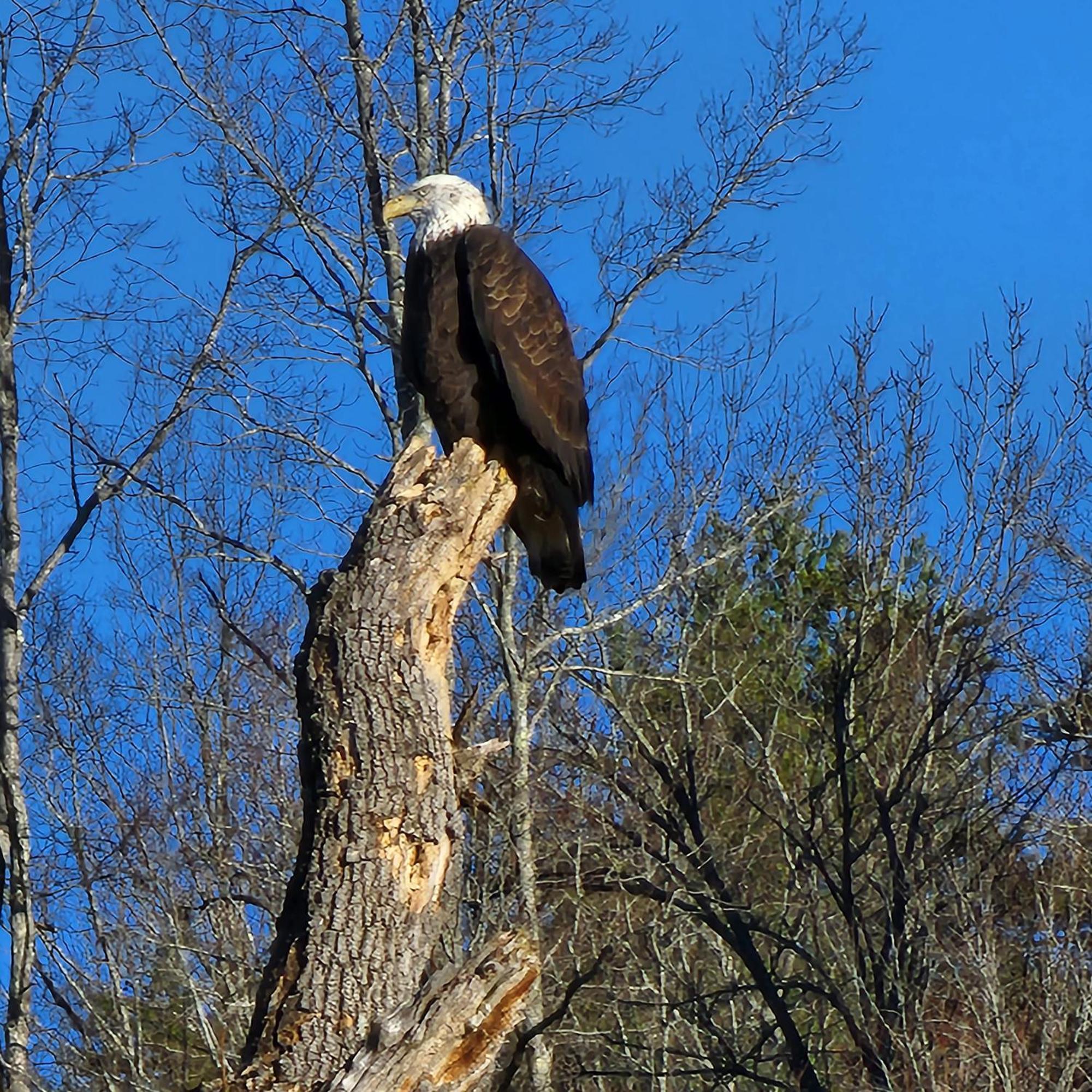 Bear Necessities, Luxury 5Bd Mtn Views, Hot Tub, Many Bear Sightings Villa Gatlinburg Bagian luar foto