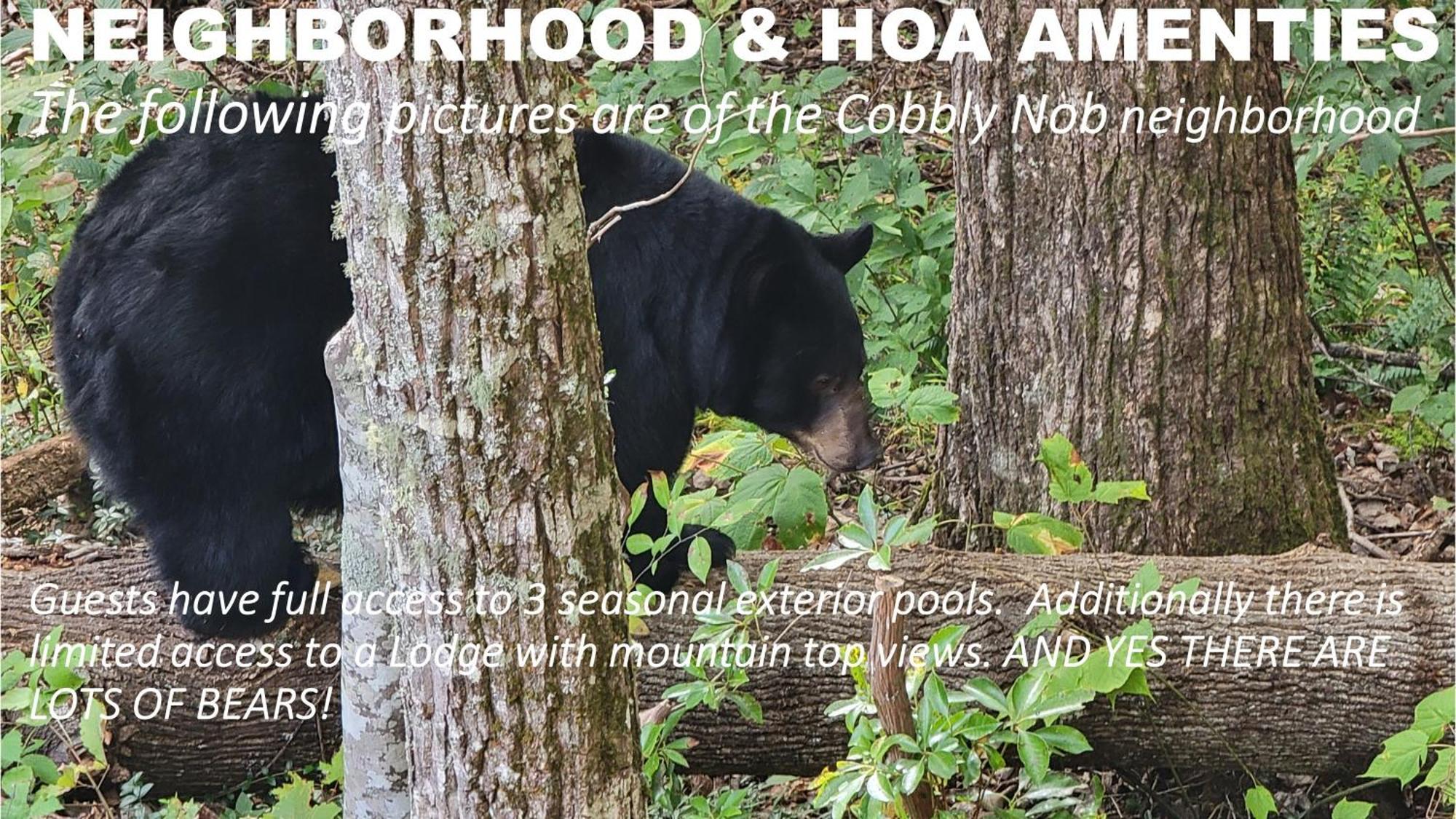 Bear Necessities, Luxury 5Bd Mtn Views, Hot Tub, Many Bear Sightings Villa Gatlinburg Bagian luar foto